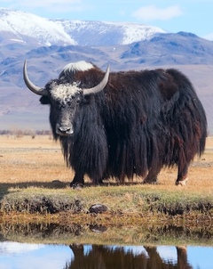 ཆོས་རྒྱལ་འཕགས་པ་བློ་གྲོས་རྒྱལ་མཚན།